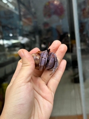 Ốc Mượn Hồn Violasen