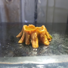 Bát ăn mini hình gốc cây xinh xắn cho thú cưng nhỏ