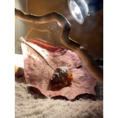 Đèn uva uvb chống cháy sưởi ấm cho bò sát hấp thu vitamin D