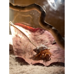 Đèn uva uvb chống cháy sưởi ấm cho bò sát hấp thu vitamin D