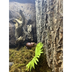 Tấm cork vỏ cây gỗ sồi làm nền chuồng nuôi tạo cảm giác thiên nhiên