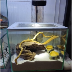 Bát ăn chén nước chén ăn cho bò sát ốc mượn hồn