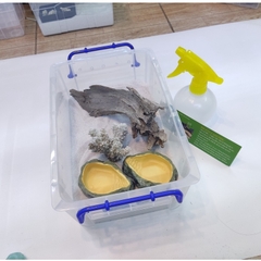 Bát ăn chén nước chén ăn cho bò sát ốc mượn hồn