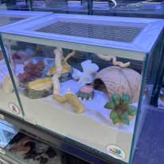 Bát ăn mini 4cm cho cua ma cà rồng, ốc nhỏ, và một số loài mini