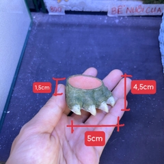 Bát ăn mini 4cm cho cua ma cà rồng, ốc nhỏ, và một số loài mini