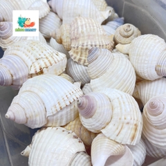 Vỏ ốc nhung trắng nhỏ