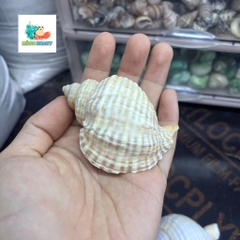 Vỏ ốc nhung trắng nhỏ