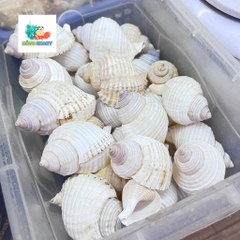 Vỏ ốc nhung trắng nhỏ