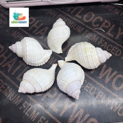 Vỏ ốc nhung trắng cỡ M L dành cho ốc mượn hồn