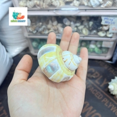 Vỏ ốc xà cừ vàng mài vuông size M, M+