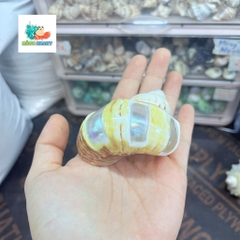 Vỏ ốc xà cừ vàng mài vuông size M, M+