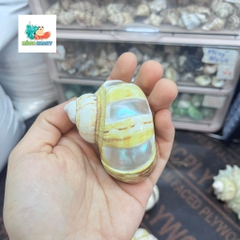 Vỏ ốc xà cừ vàng mài vuông size M, M+