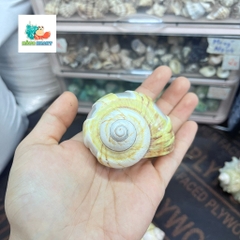 Vỏ ốc xà cừ vàng mài vuông size M, M+