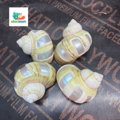 Vỏ ốc xà cừ vàng mài vuông size M, M+