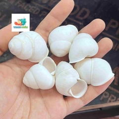 Vỏ ốc hoa trắng cỡ xs-s