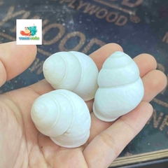 Vỏ ốc hoa trắng cỡ xs-s