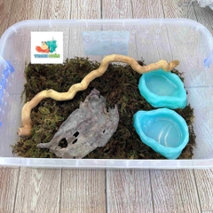 Combo nuôi tặng kèm OMH và phiếu hướng dẫn cho người mới kích thước 45x31x16cm