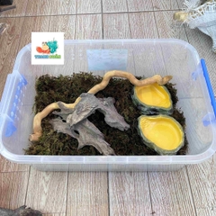 Combo nuôi tặng kèm OMH và phiếu hướng dẫn cho người mới kích thước 45x31x16cm