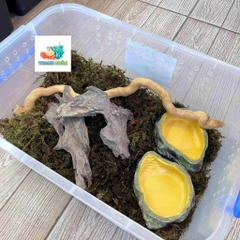 Combo nuôi tặng kèm OMH và phiếu hướng dẫn cho người mới kích thước 45x31x16cm