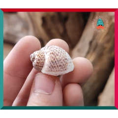 Vỏ ốc bông cỡ siêu baby và baby nhà cho ốc mượn hồn họa tiết ngẫu nhiên