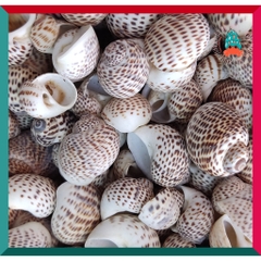 Vỏ ốc bông cỡ siêu baby và baby nhà cho ốc mượn hồn họa tiết ngẫu nhiên