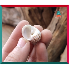 Vỏ ốc bông cỡ siêu baby và baby nhà cho ốc mượn hồn họa tiết ngẫu nhiên