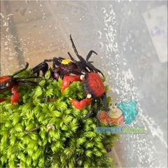 Rêu đầu xanh lót nền cho ốc mượn hồn lột cạn , bể terramium, isopod, cua vampire,...