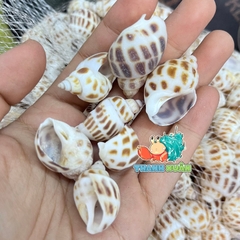 Vỏ ốc hương cỡ baby họa tiết ngẫu nhiên
