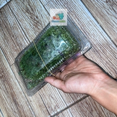 Rêu đầu xanh lót nền cho ốc mượn hồn lột cạn , bể terramium, isopod, cua vampire,...