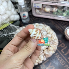Vỏ ốc hương cỡ baby họa tiết ngẫu nhiên
