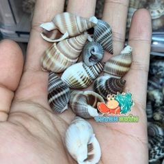 Vỏ ốc hương xanh cỡ siêu baby trang trí chụp ảnh