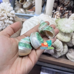 Vỏ ốc mặt trăng xanh mài lốc xoáy xà cừ cỡ xs xs+