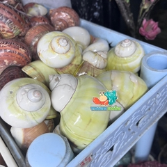 Vỏ ốc xà cừ vàng cỡ M L cho ốc mượn hồn