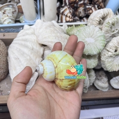 Vỏ ốc xà cừ vàng cỡ M L cho ốc mượn hồn
