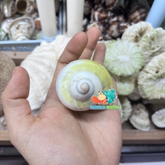 Vỏ ốc xà cừ vàng cỡ M L cho ốc mượn hồn