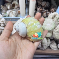 Vỏ ốc xà cừ vàng cỡ M L cho ốc mượn hồn