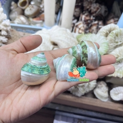 Vỏ ốc mặt trăng xanh mài lốc xoáy xà cừ cỡ xs xs+