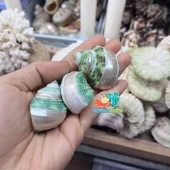 Vỏ ốc mặt trăng xanh mài lốc xoáy xà cừ cỡ xs xs+