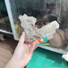 Lũa gỗ san đá nhỏ kích thước 15-20cm giao ngẫu nhiên