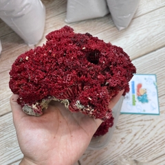San hô đỏ màu tự nhiên là thức ăn và trang trí cho chuồng nuôi