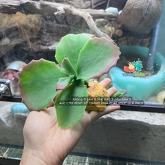 Cây giả trang trí QM48