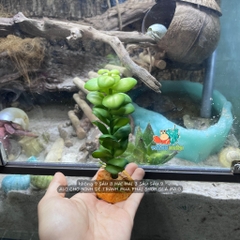 Cây giả trang trí chuồng bò sát mẫu tùy chọn