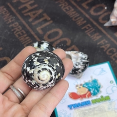 Vỏ ốc da rắn họa tiết ngẫu nhiên cỡ S VÀ XL