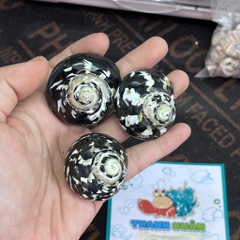 Vỏ ốc da rắn họa tiết ngẫu nhiên cỡ S VÀ XL