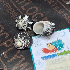 Vỏ ốc da rắn họa tiết ngẫu nhiên cỡ S VÀ XL