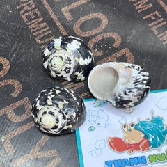 Vỏ ốc da rắn họa tiết ngẫu nhiên cỡ S VÀ XL