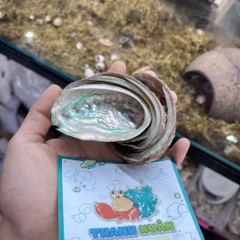 Bát ăn vỏ bào ngư xà cừ lấp lánh cỡ nhỏ 6-7cm