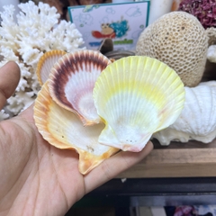 Vỏ sò điệp trang trí