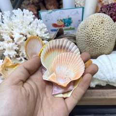 Vỏ sò điệp trang trí
