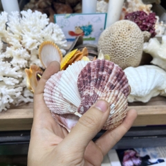 Vỏ sò điệp trang trí